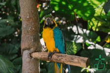 Macaw Bird