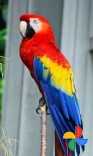 Macaw Parrots