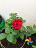 Rose for Sale!