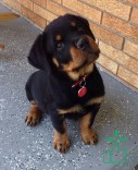 Rottweiler Puppy