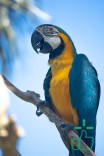 Macaw Bird