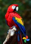 Macaw Parrots