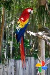 Macaw Parrots