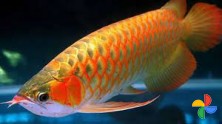 Arowana Blue & orange