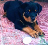 Rottweiler Puppy