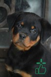 Rottweiler Puppy