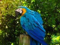 Macaw Bird