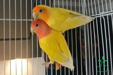 Yellow Coloured LoveBirds