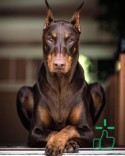 Doberman Gray