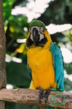 Macaw Bird