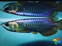 Arowana Blue & orange