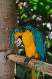 Macaw Bird